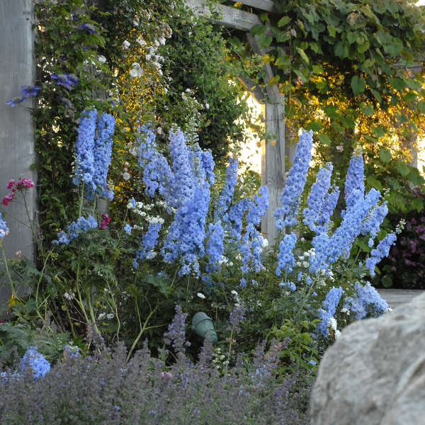 Walters Gardens, Inc / Delphinium 'Blue Lace'