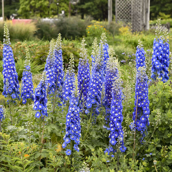 Walters Gardens, Inc. / Delphinium 'Cobalt Dreams'