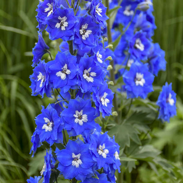 Walters Gardens, Inc. / Delphinium 'Cobalt Dreams'