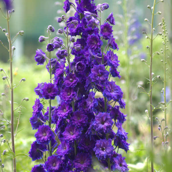 Walters Gardens, Inc. / Delphinium 'Pagan Purples'
