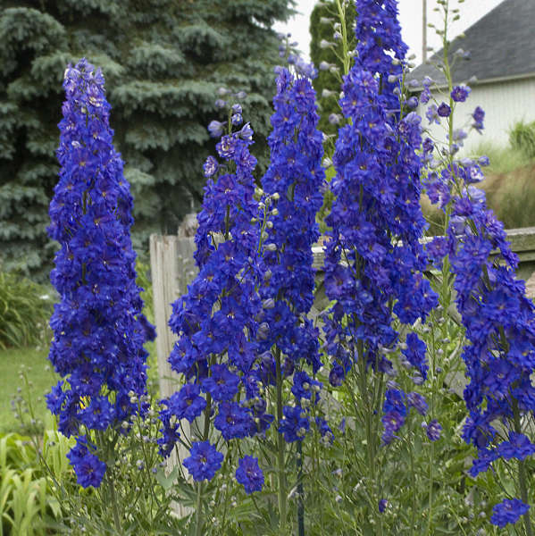 Walters Gardens, Inc. / Delphinium 'Pagan Purples'