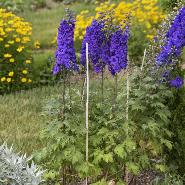 Walters Gardens, Inc. / Delphinium 'Pagan Purples'