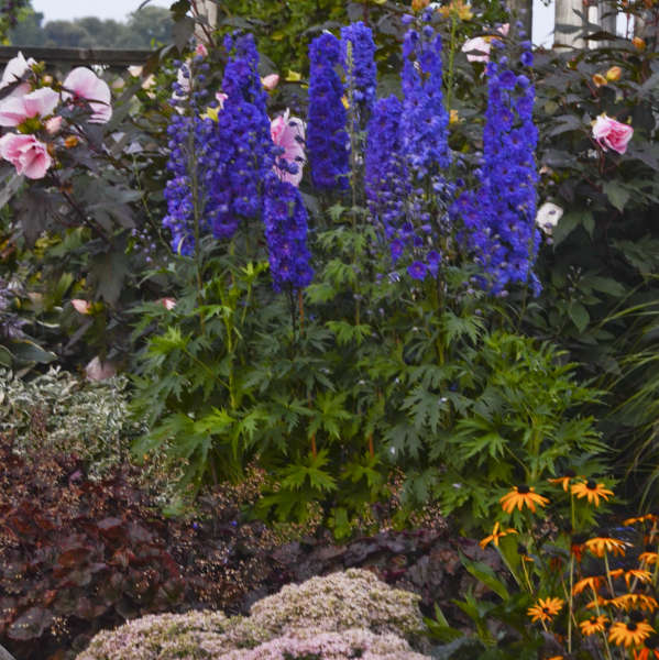 Walters Gardens, Inc. / Delphinium 'Pagan Purples'