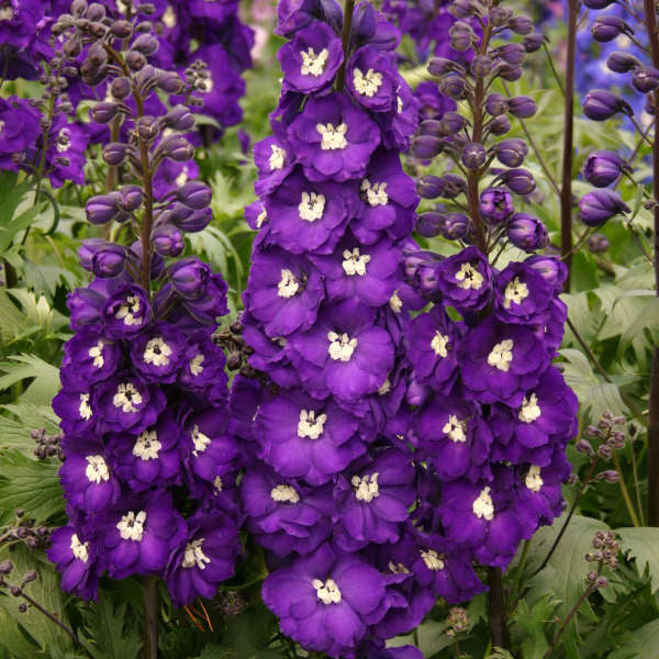 3 Delphinium 'Purple Passion' Starter Perennials. Towering Deep Purple Blooms. Love Sun.