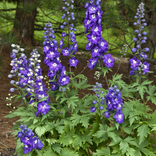 3 Delphinium 'Purple Passion' Starter Perennials. Towering Deep Purple Blooms. Love Sun.