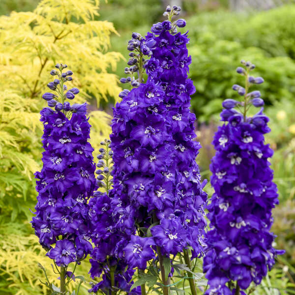 3 Delphinium 'Purple Passion' Starter Perennials. Towering Deep Purple Blooms. Love Sun.