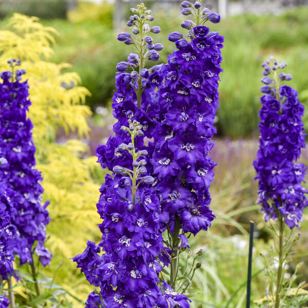 3 Delphinium 'Purple Passion' Starter Perennials. Towering Deep Purple Blooms. Love Sun.