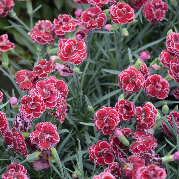3 Live Dianthus 'Black Cherry Frost' Perennial Plants. Love Sun. Easy to Grow. Pollinator.