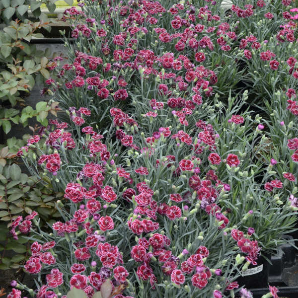 3 Live Dianthus 'Black Cherry Frost' Perennial Plants. Love Sun. Easy to Grow. Pollinator.