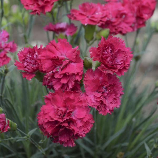3 Dianthus 'Cranberry Cocktail' Perennials. Loves Sun. Easy to Grow. Pollinator.