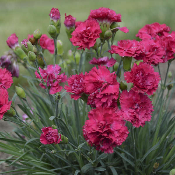 3 Dianthus 'Cranberry Cocktail' Perennials. Loves Sun. Easy to Grow. Pollinator.