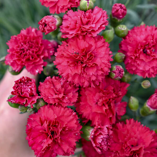 3 Dianthus 'Cranberry Cocktail' Perennials. Loves Sun. Easy to Grow. Pollinator.