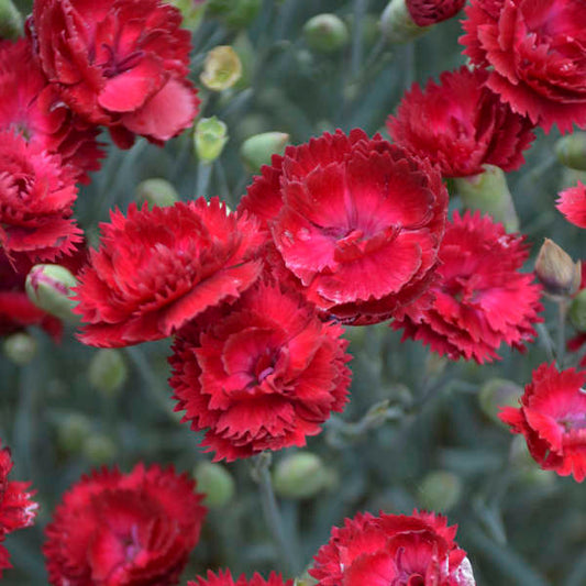 3 Dianthus 'Electric Red' Perennials. Loves Sun. Easy to Grow. Pollinator.
