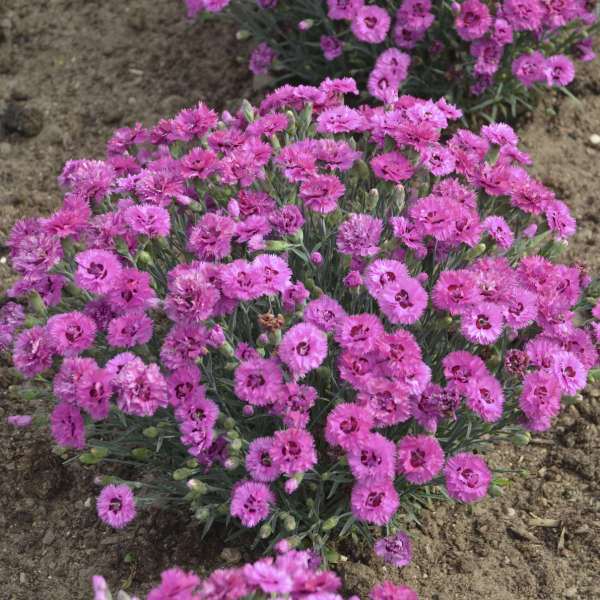 Walters Gardens, Inc. / Dianthus 'Goody Gumdrops'