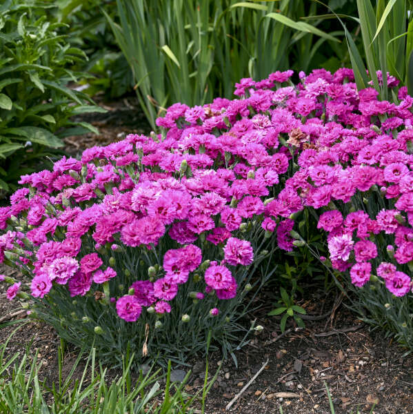 Walters Gardens, Inc. / Dianthus 'Goody Gumdrops'