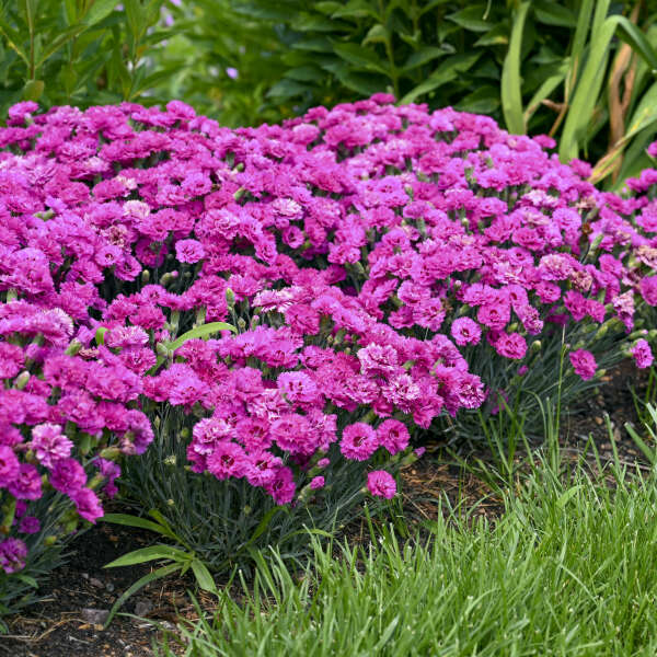 Walters Gardens, Inc. / Dianthus 'Goody Gumdrops'