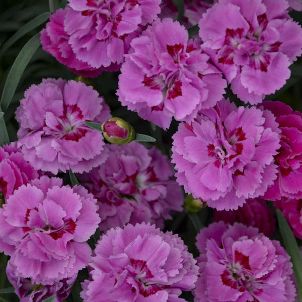 Walters Gardens, Inc. / Dianthus 'Goody Gumdrops'