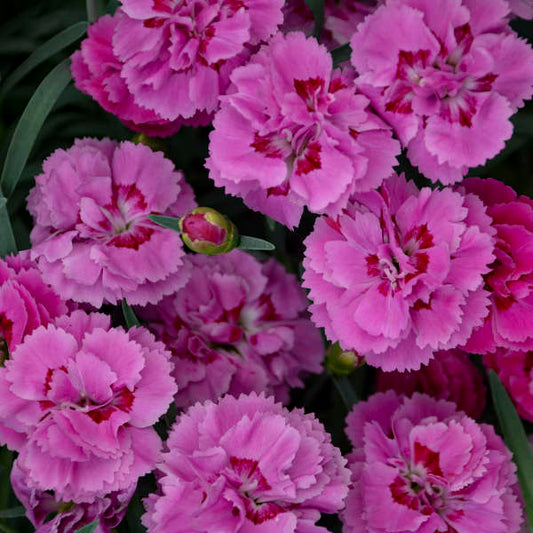 Walters Gardens, Inc. / Dianthus 'Goody Gumdrops'