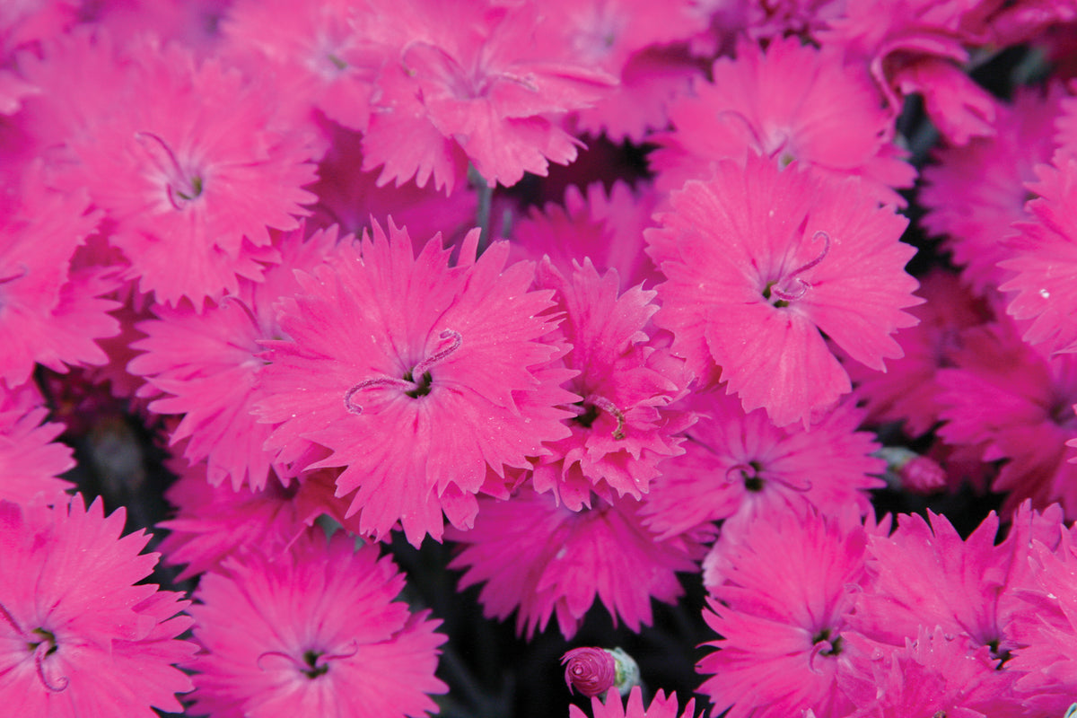 Creek Hill Nursery / Dianthus 'Neon Star'