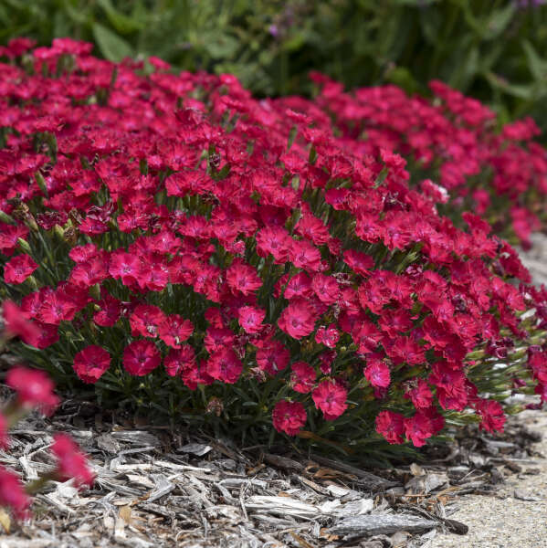 Walters Gardens / Dianthus 'Paint the Town Red'