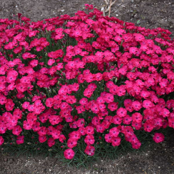 Walters Gardens / Dianthus 'Paint the Town Red'