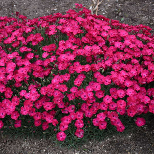 Walters Gardens / Dianthus 'Paint the Town Red'