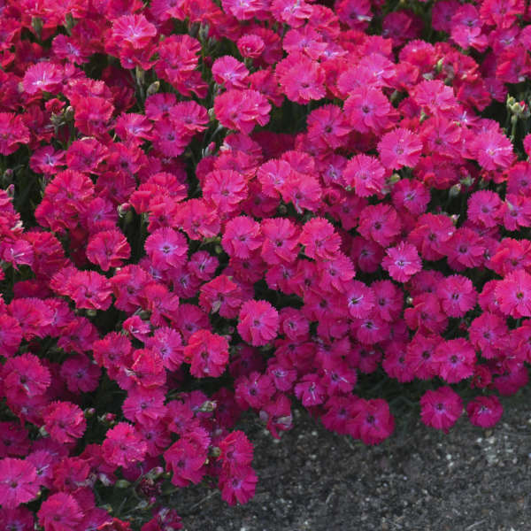 Walters Gardens / Dianthus 'Paint the Town Red'