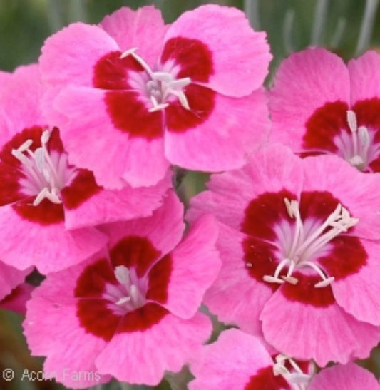 5 Dianthus 'Peppermint Star' Perennials. Loves Sun. Easy to Grow. Pollinator.