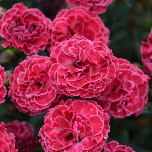 Walters Gardens, Inc. / Dianthus 'Raspberry Ruffles'