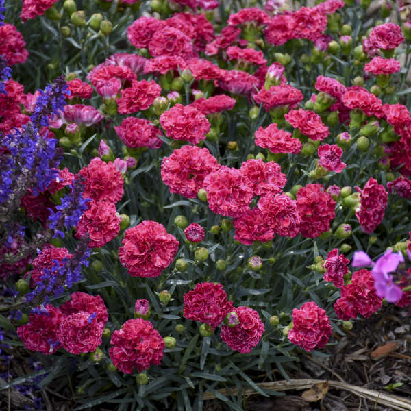 Walters Gardens, Inc. / Dianthus 'Raspberry Ruffles'