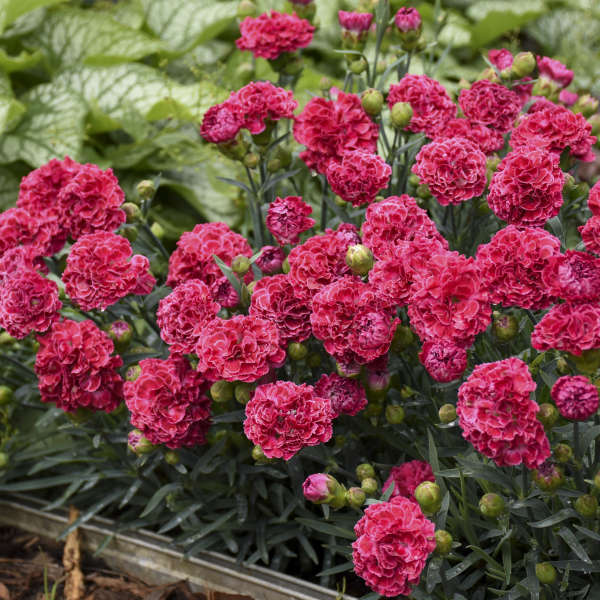 Walters Gardens, Inc. / Dianthus 'Raspberry Ruffles'