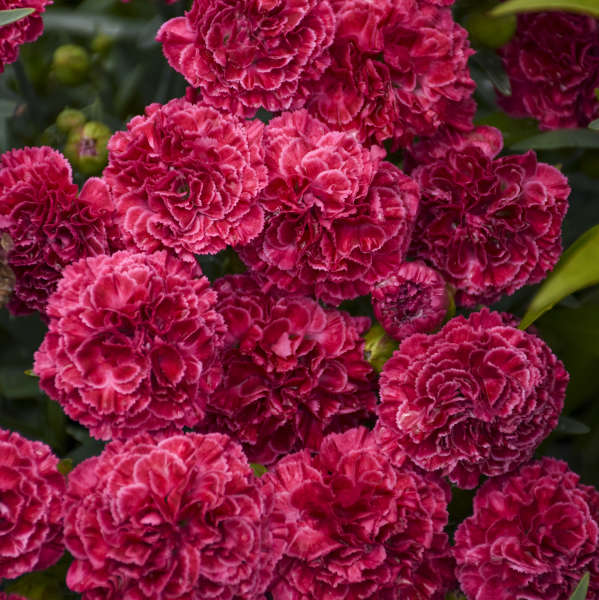 Walters Gardens, Inc. / Dianthus 'Raspberry Ruffles'