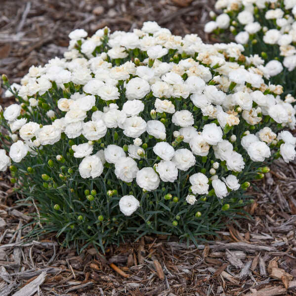 Walters Gardens, Inc. / Dianthus 'Whipped Cream'