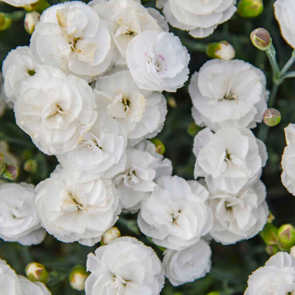 Walters Gardens, Inc. / Dianthus 'Whipped Cream'