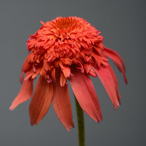 3 Echinacea 'Double Scoop™ Mandarin' Starter Coneflowers Perennials. Love Sun. Attracts Hummingbirds Butterflies.