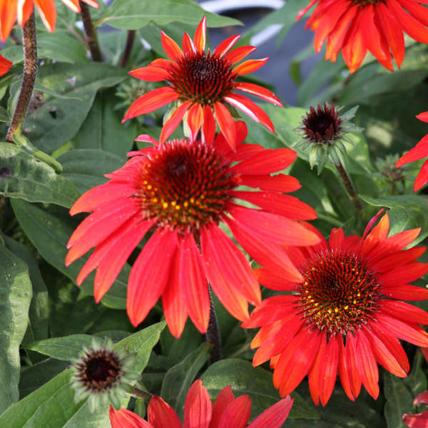 3 Echinacea SOMBRERO® SANGRITA ('Balsomanita') Starter Coneflower Perennials. Cheerful, Bright Flowers. Love Sun.