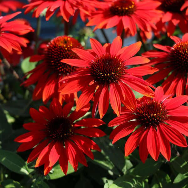 3 Echinacea SOMBRERO® SANGRITA ('Balsomanita') Starter Coneflower Perennials. Cheerful, Bright Flowers. Love Sun.