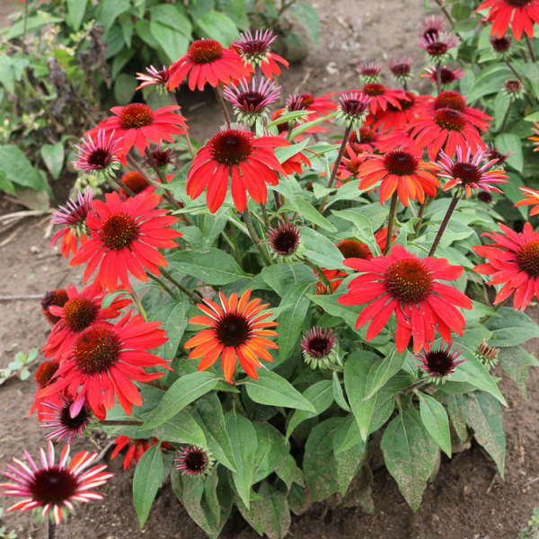 3 Echinacea SOMBRERO® SANGRITA ('Balsomanita') Starter Coneflower Perennials. Cheerful, Bright Flowers. Love Sun.