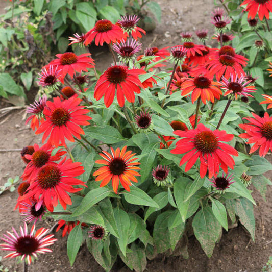 3 Echinacea SOMBRERO® SANGRITA ('Balsomanita') Starter Coneflower Perennials. Cheerful, Bright Flowers. Love Sun.