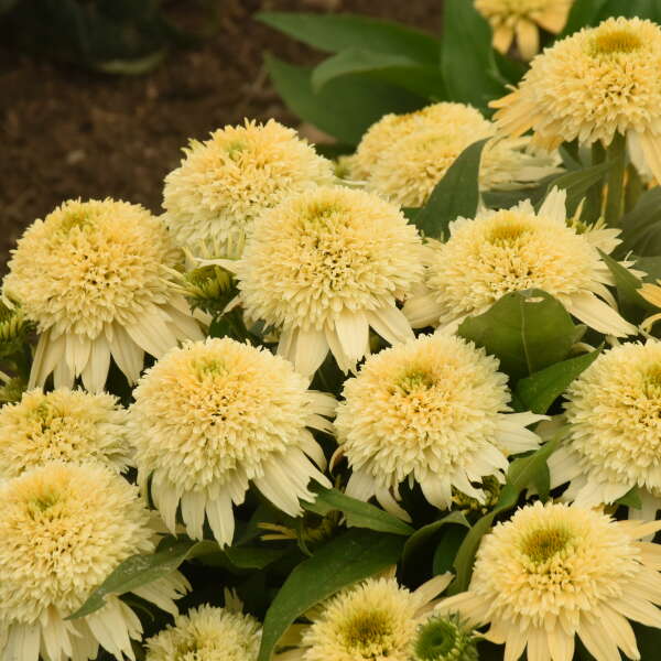 Walters Gardens, Inc. / Echinacea 'Butter Pecan'
