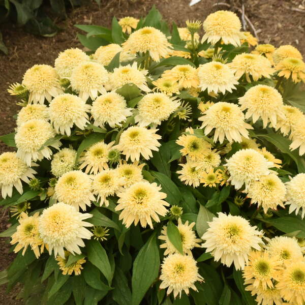 Walters Gardens, Inc. / Echinacea 'Butter Pecan'