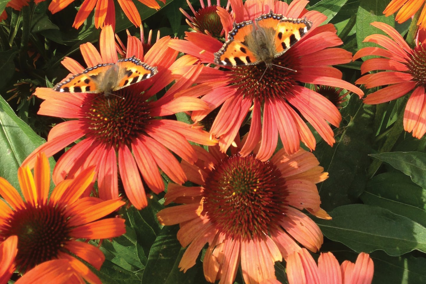 Creek Hill Nursery / Echinacea 'Orange Butterfly Skipper'