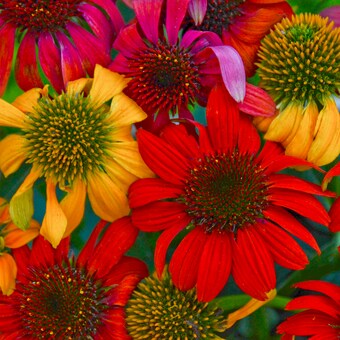 Echinacea Cheyenne Spirit Live Starter Perennial Coneflowers. Stunning Colors. Attracts Hummingbirds and Butterflies