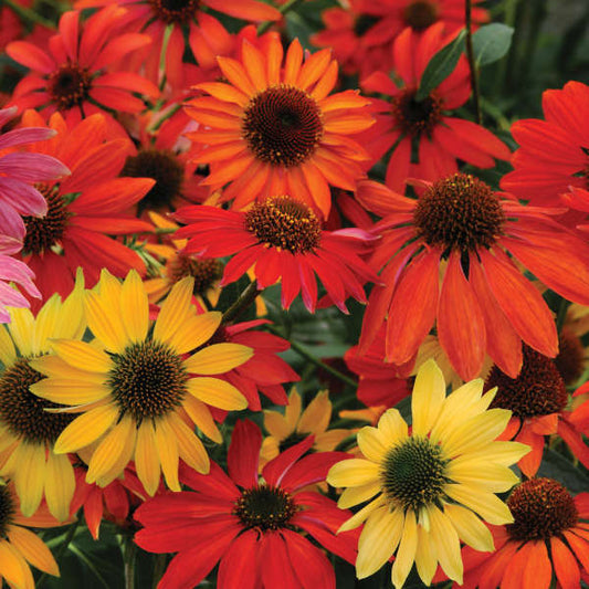 3 Echinacea 'Cheyenne Spirit' Live Starter Perennial Coneflowers. Love Sun. Stunning Colors. Attracts Hummingbirds and Butterflies.