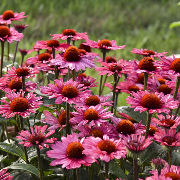 Walters Gardens / Echinacea 'Coral Craze'