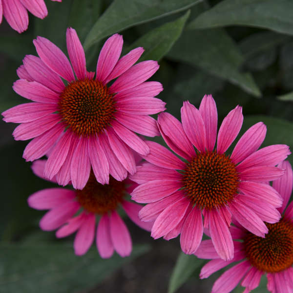 Walters Gardens / Echinacea 'Coral Craze'