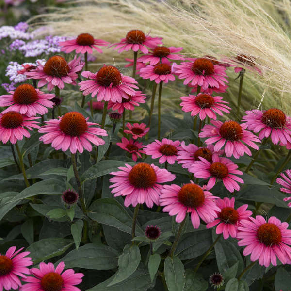 Walters Gardens / Echinacea 'Coral Craze'