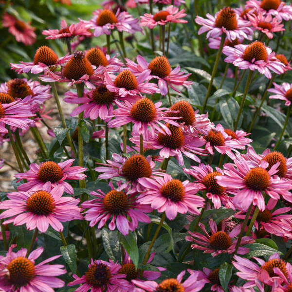 Walters Gardens / Echinacea 'Coral Craze'