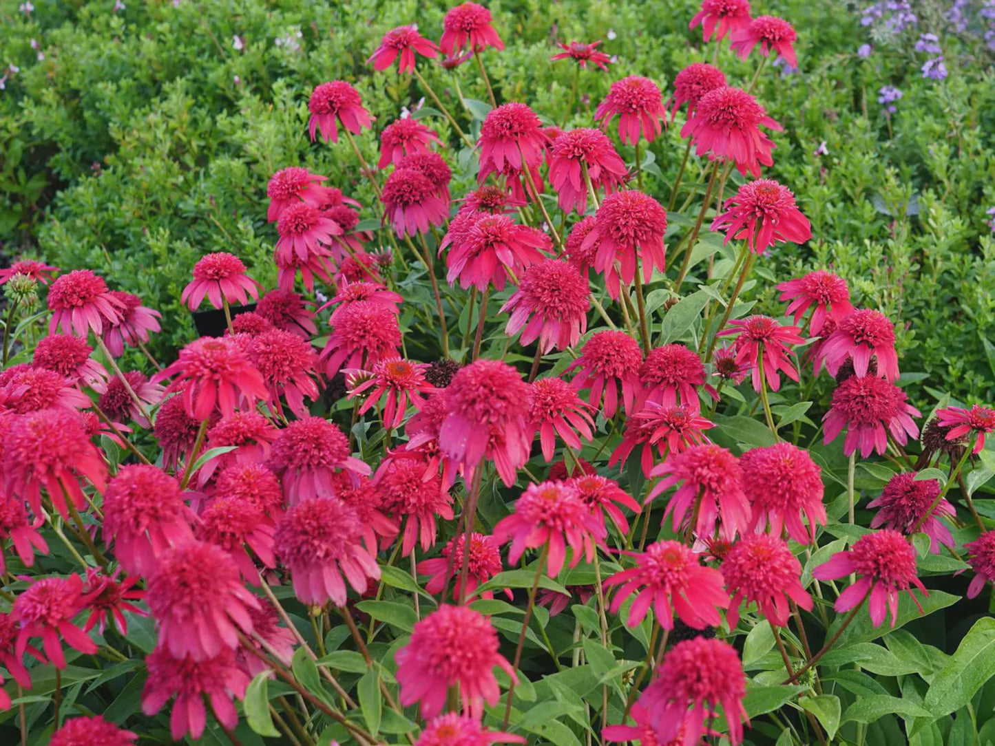 3 Echinacea 'Double Scoop™ Cranberry' Starter Coneflower Perennials. Love Sun. Attracts Hummingbirds Butterflies.