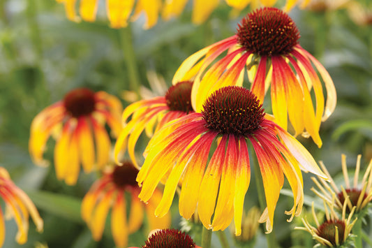 Creek Hill Nursery / Echinacea Fiery Meadow Mama